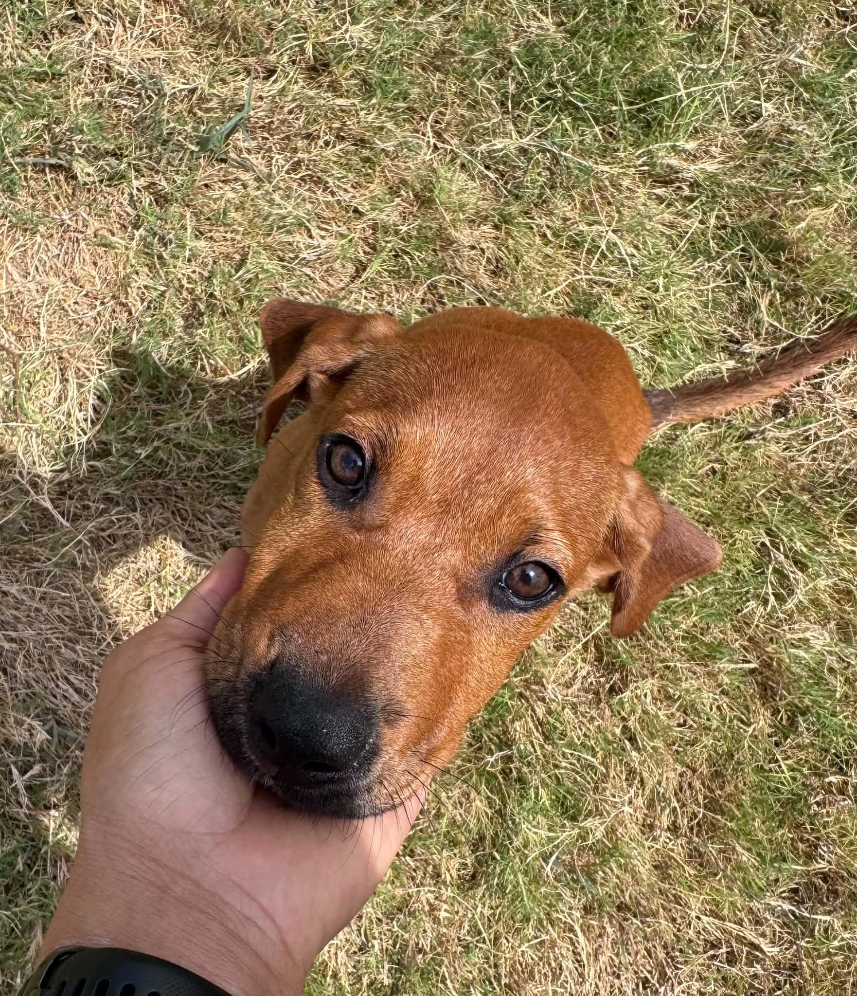 Enlarge Cookie, a ADOPTABLE mixed breed in Temple, TX image 4/5