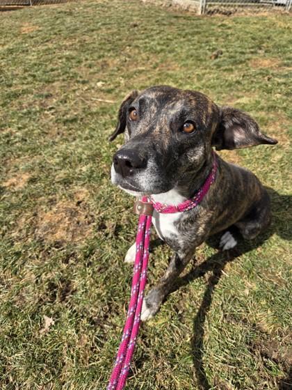 Enlarge Noelle, a ADOPTABLE mixed breed in Vienna, OH image 1/1