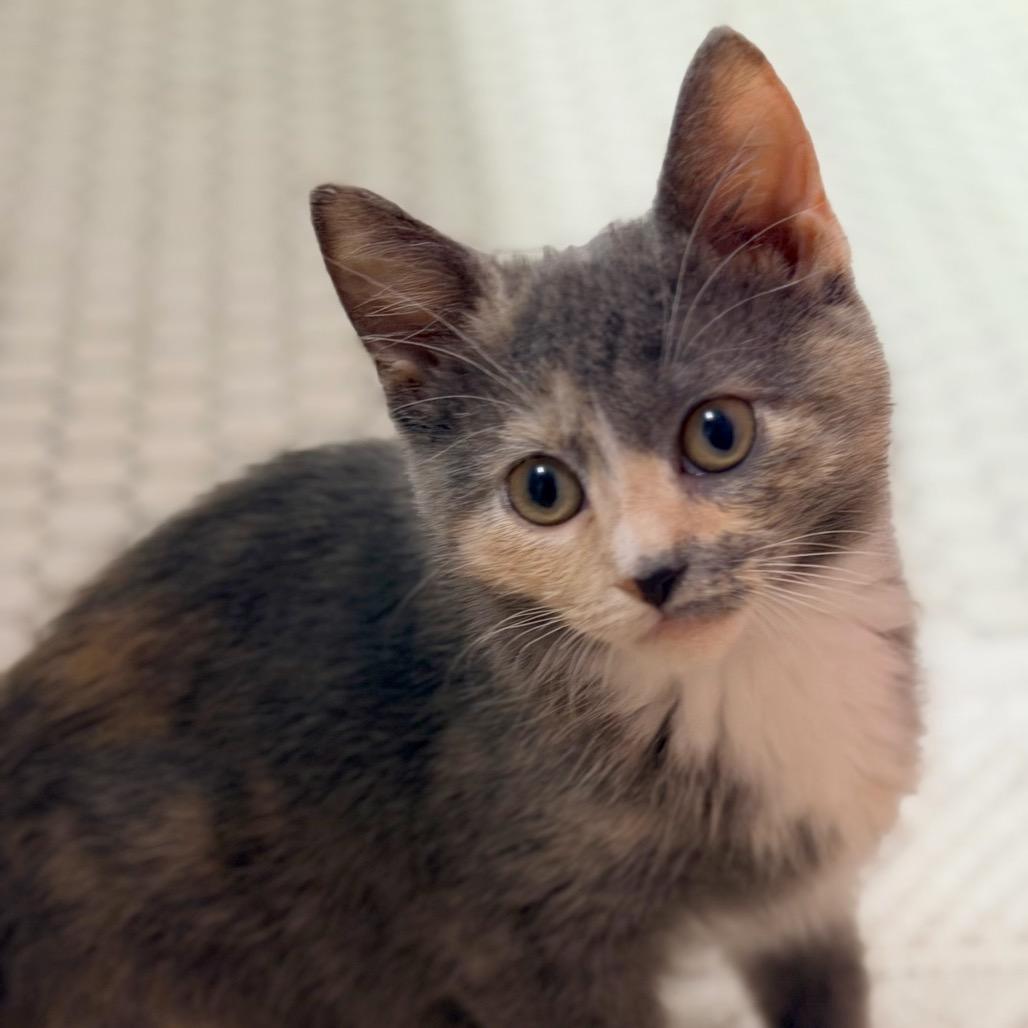 Enlarge Rena, a Adoptable Domestic Short Hair in Cincinnati, OH image 1/3