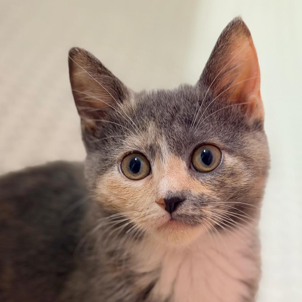 Enlarge Rena, a Adoptable Domestic Short Hair in Cincinnati, OH image 2/3