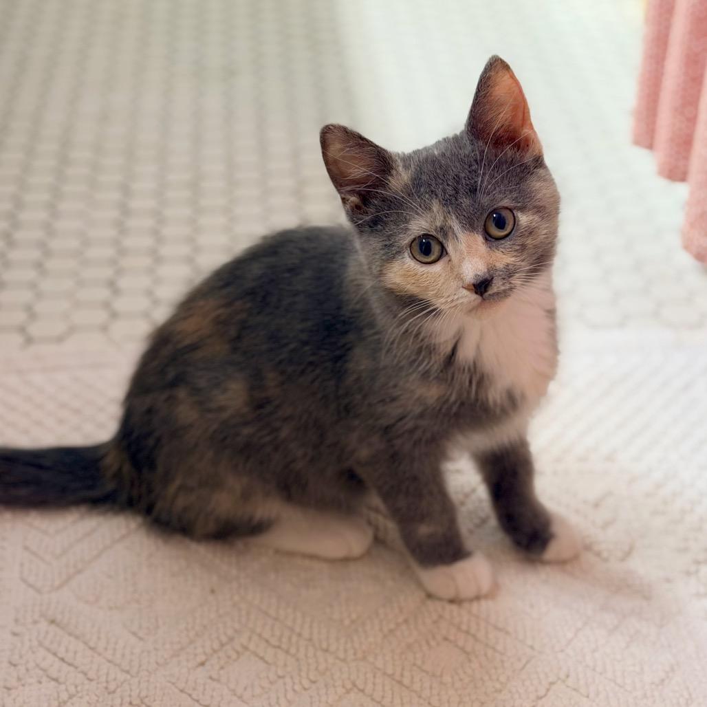 Enlarge Rena, a Adoptable Domestic Short Hair in Cincinnati, OH image 3/3