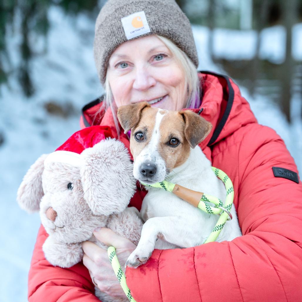 Enlarge Daisy, an adopted Jack Russell Terrier in Chester Springs, PA image 3/4