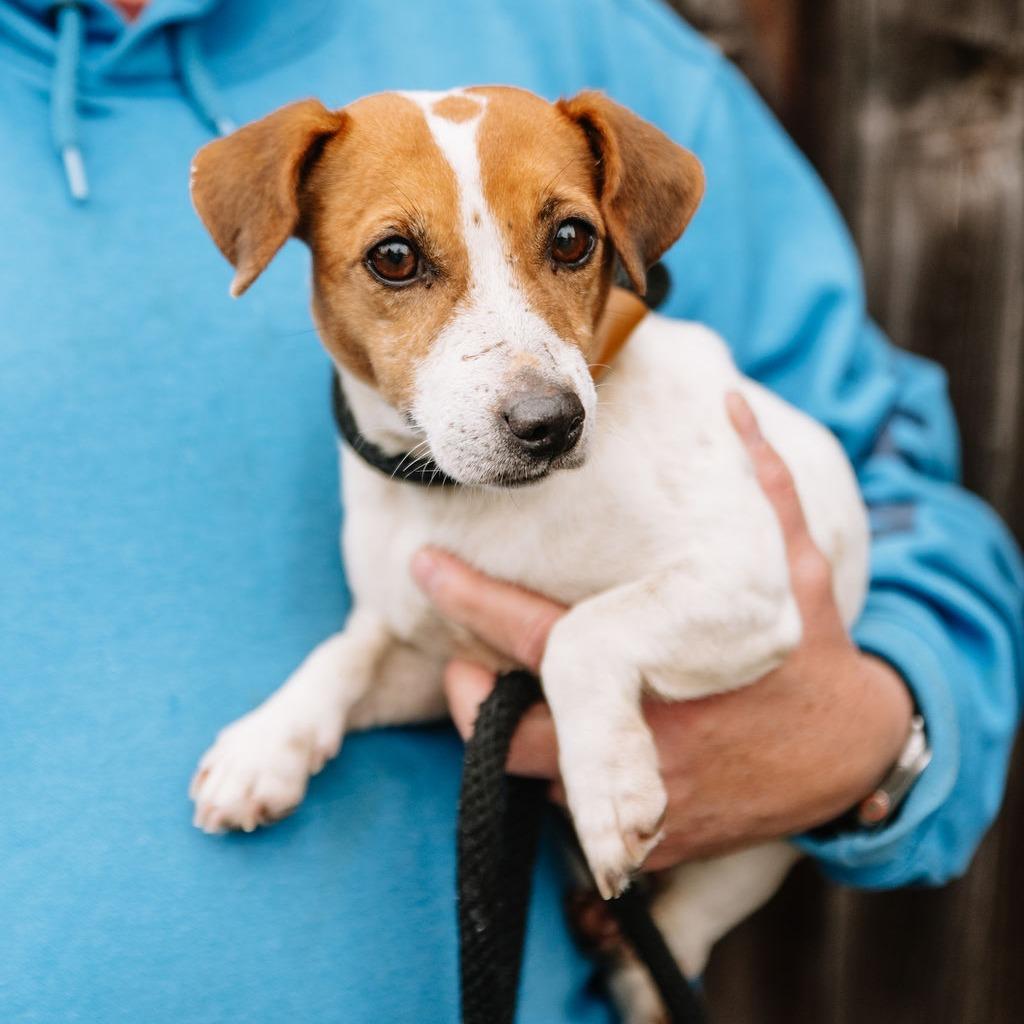 Enlarge Daisy, an adopted Jack Russell Terrier in Chester Springs, PA image 4/4