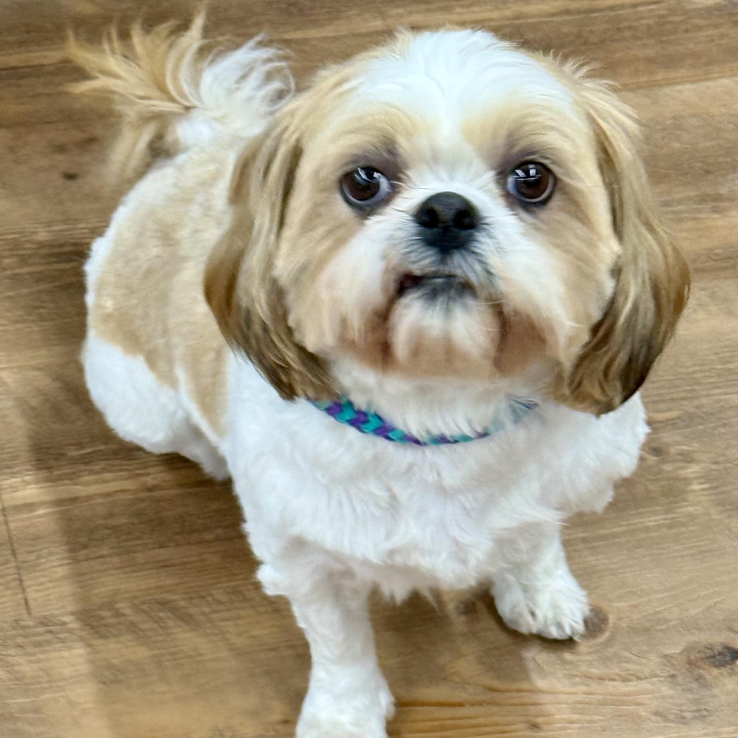Poppy, adopted, Young Female Shih Tzu & Lhasa Apso.