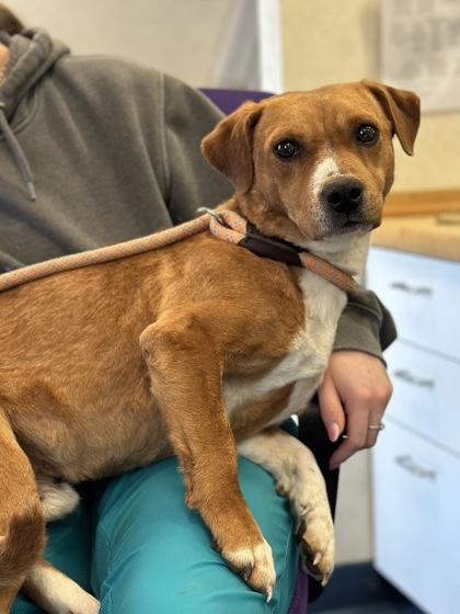 Billy Bob, Adoptable, Adult Male Mixed Breed & Mixed Breed.