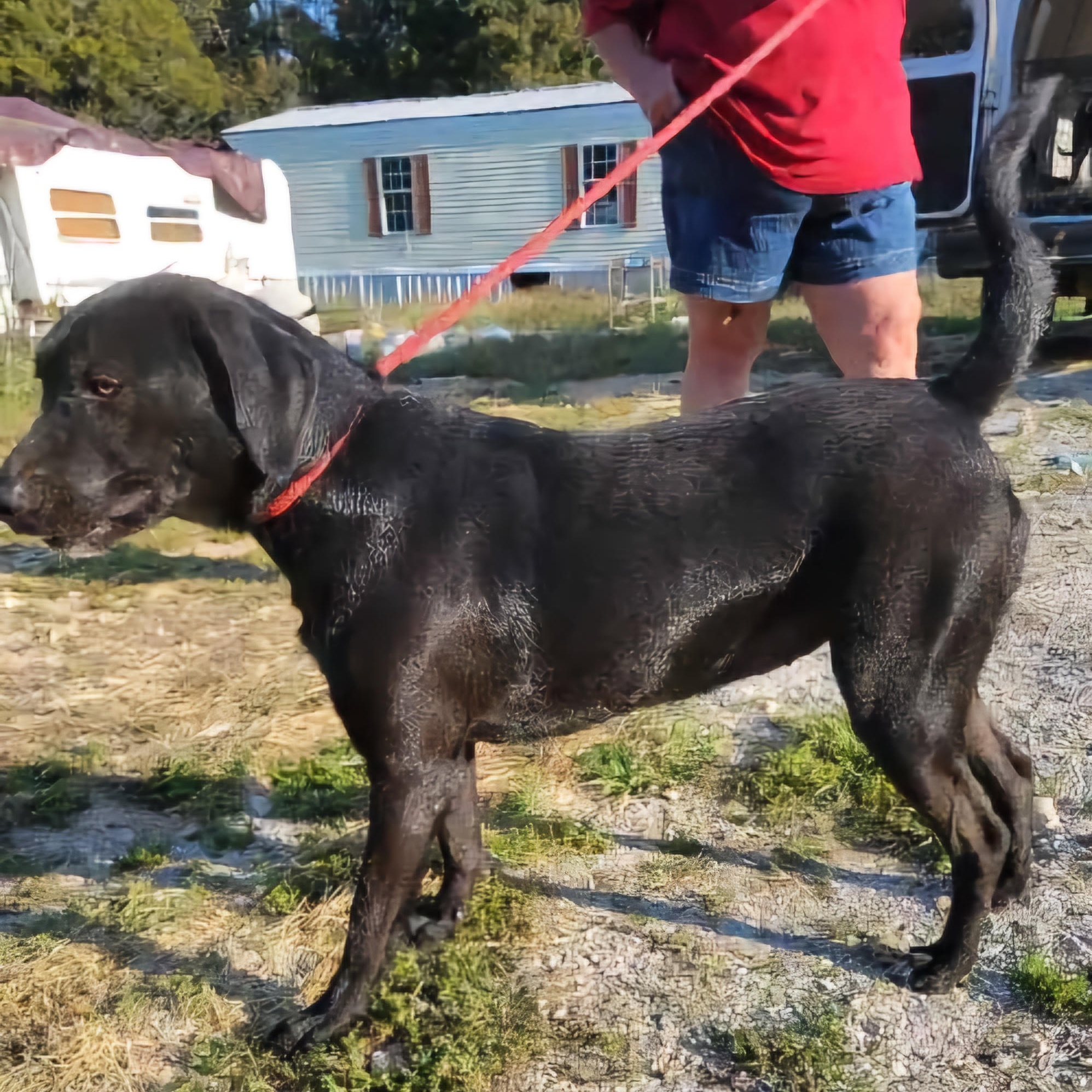 Dog for adoption PITA, a Labrador Retriever Mix in Chicopee, MA