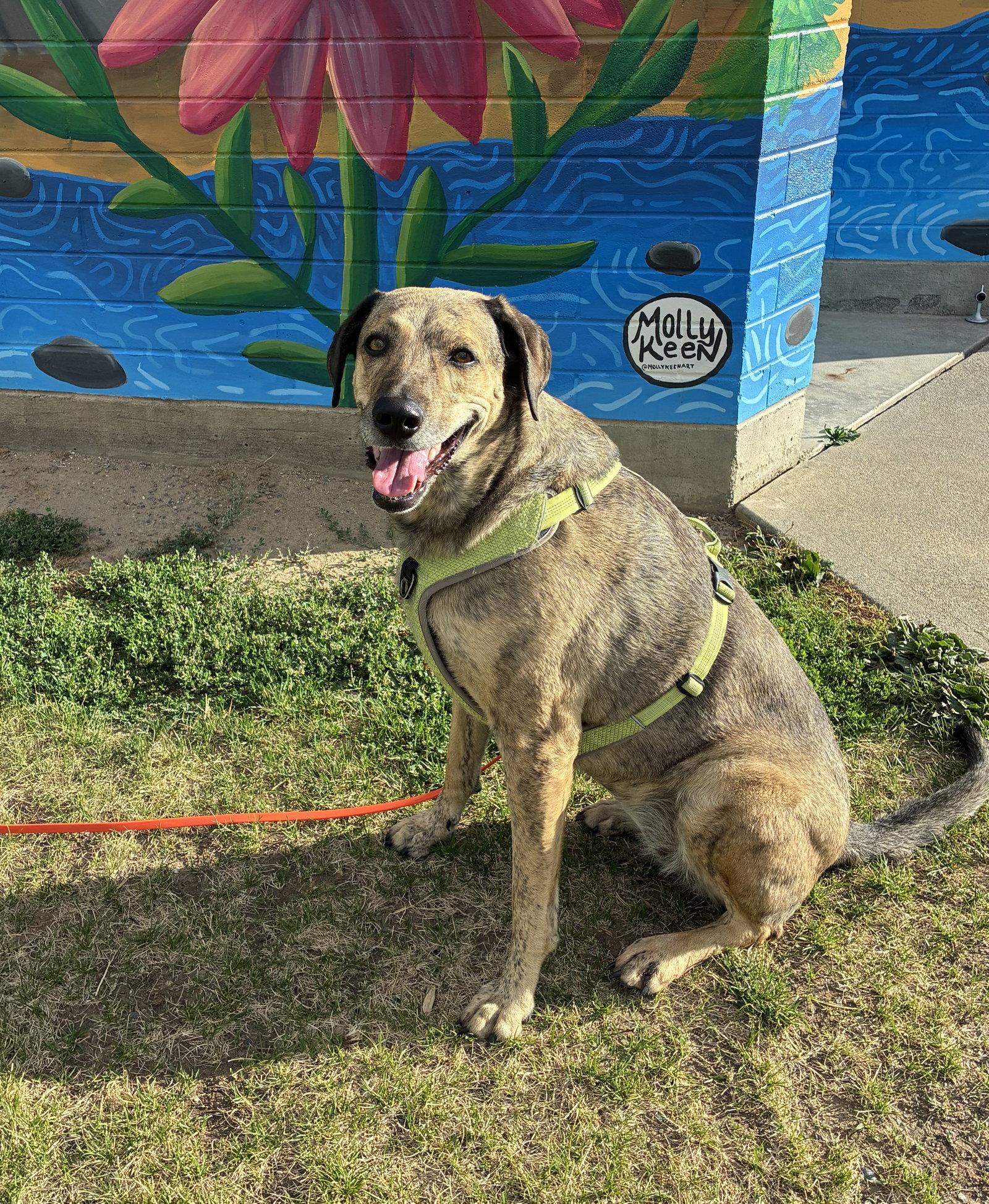 Enlarge Chuleta, a Adoptable Mixed Breed in Seattle, WA image 1/3