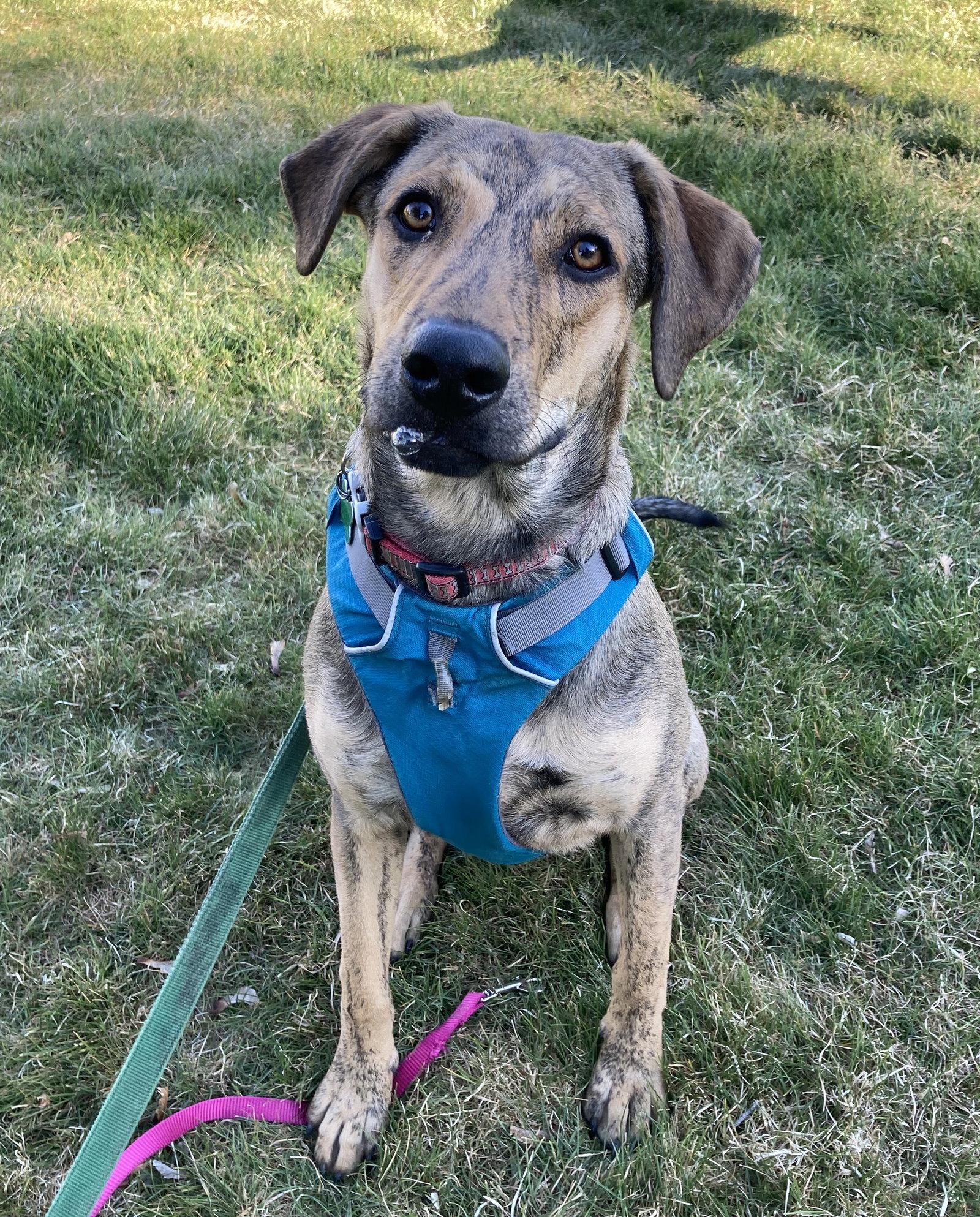 Enlarge Chuleta, a Adoptable Mixed Breed in Seattle, WA image 2/3