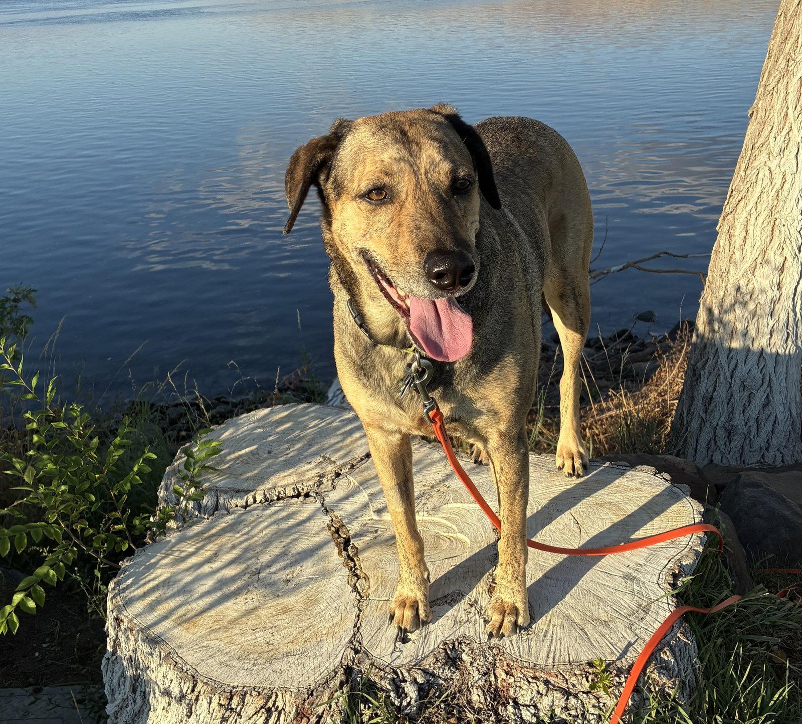 Enlarge Chuleta, a Adoptable Mixed Breed in Seattle, WA image 3/3