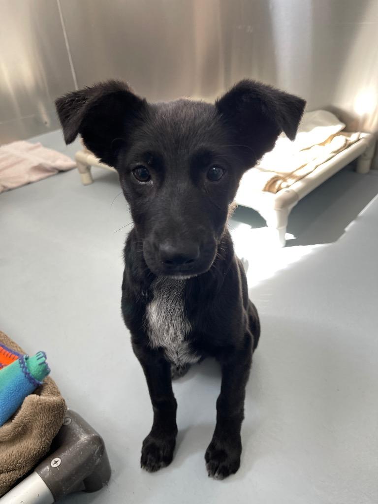 Stone, Adoptable, Puppy Male German Shepherd Dog & Rat Terrier.