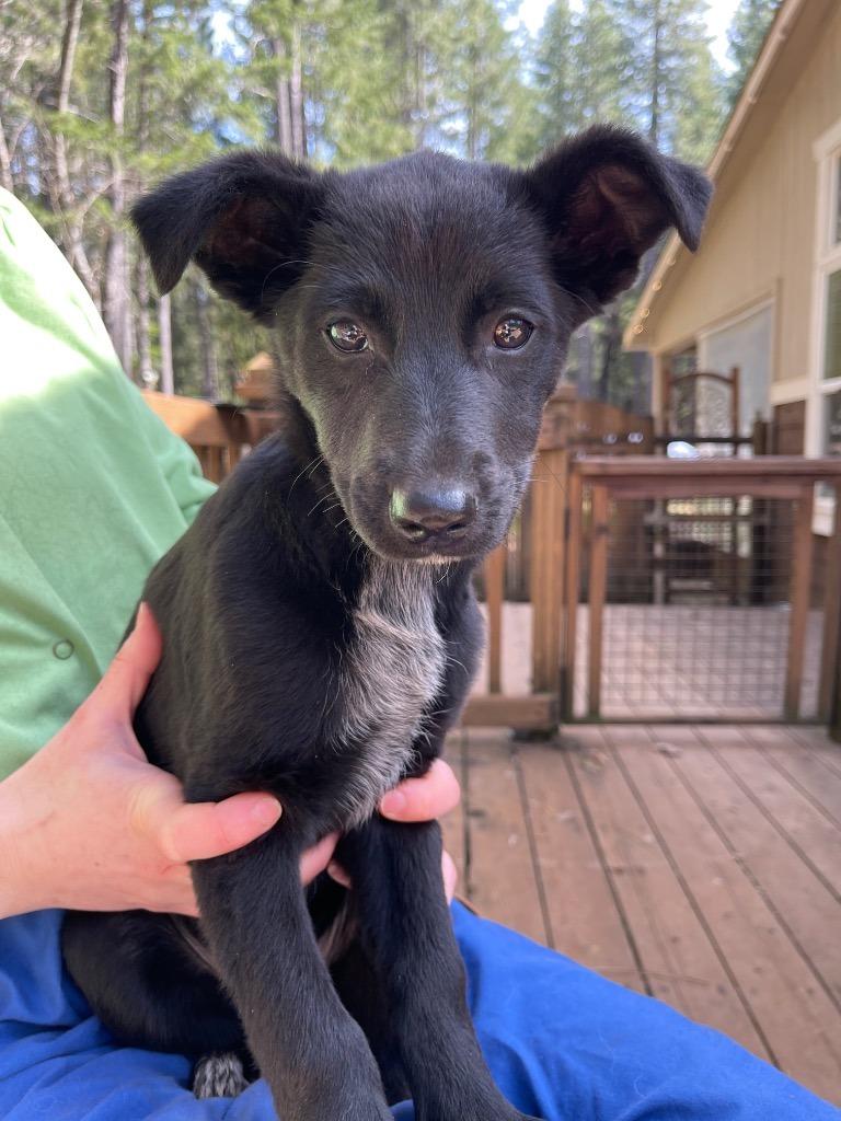 Stone, a Adoptable mixed breed in Grants Pass, OR image 2/2