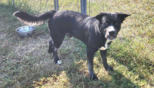 BROOKS, Adoptable, Young Male Labrador Retriever.