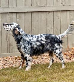 Inky, Adoptable, Adult Male English Setter.