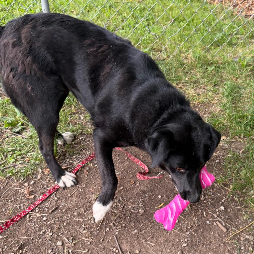 Lynn, Adoptable, Young Female Labrador Retriever & Mixed Breed.