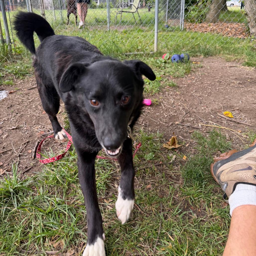 Lynn, Adoptable, Young Female Labrador Retriever & Mixed Breed.