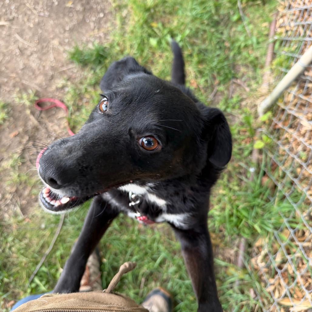 Lynn, a Adoptable mixed breed in Columbia Station, OH image 3/6