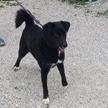 Lynn, a Adoptable mixed breed in Columbia Station, OH image 4/6