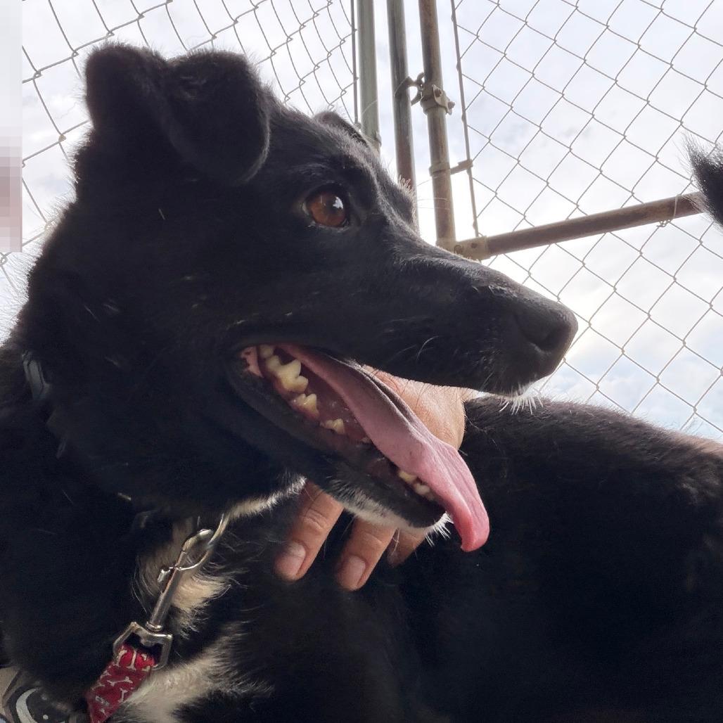 Lynn, a Adoptable mixed breed in Columbia Station, OH image 5/6