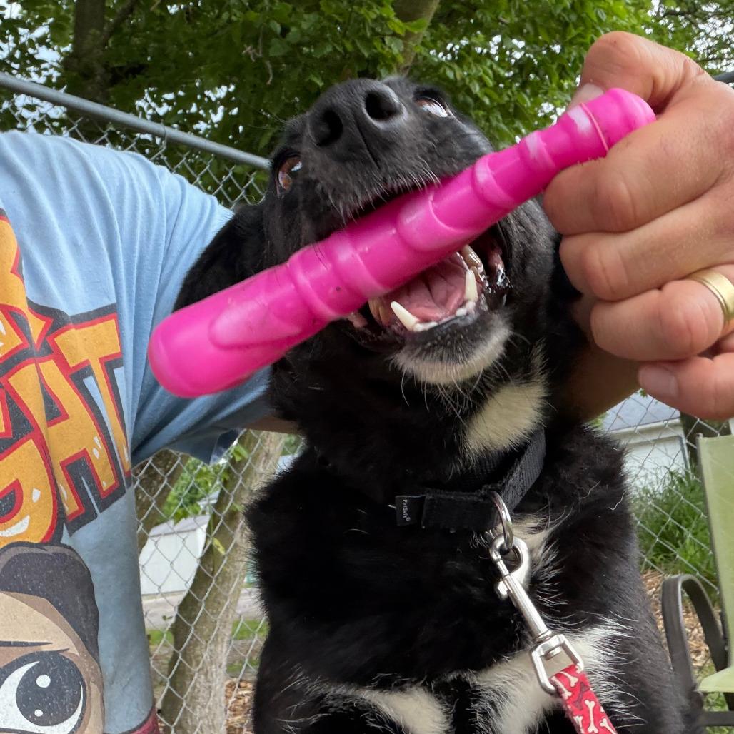 Lynn, a Adoptable mixed breed in Columbia Station, OH image 6/6
