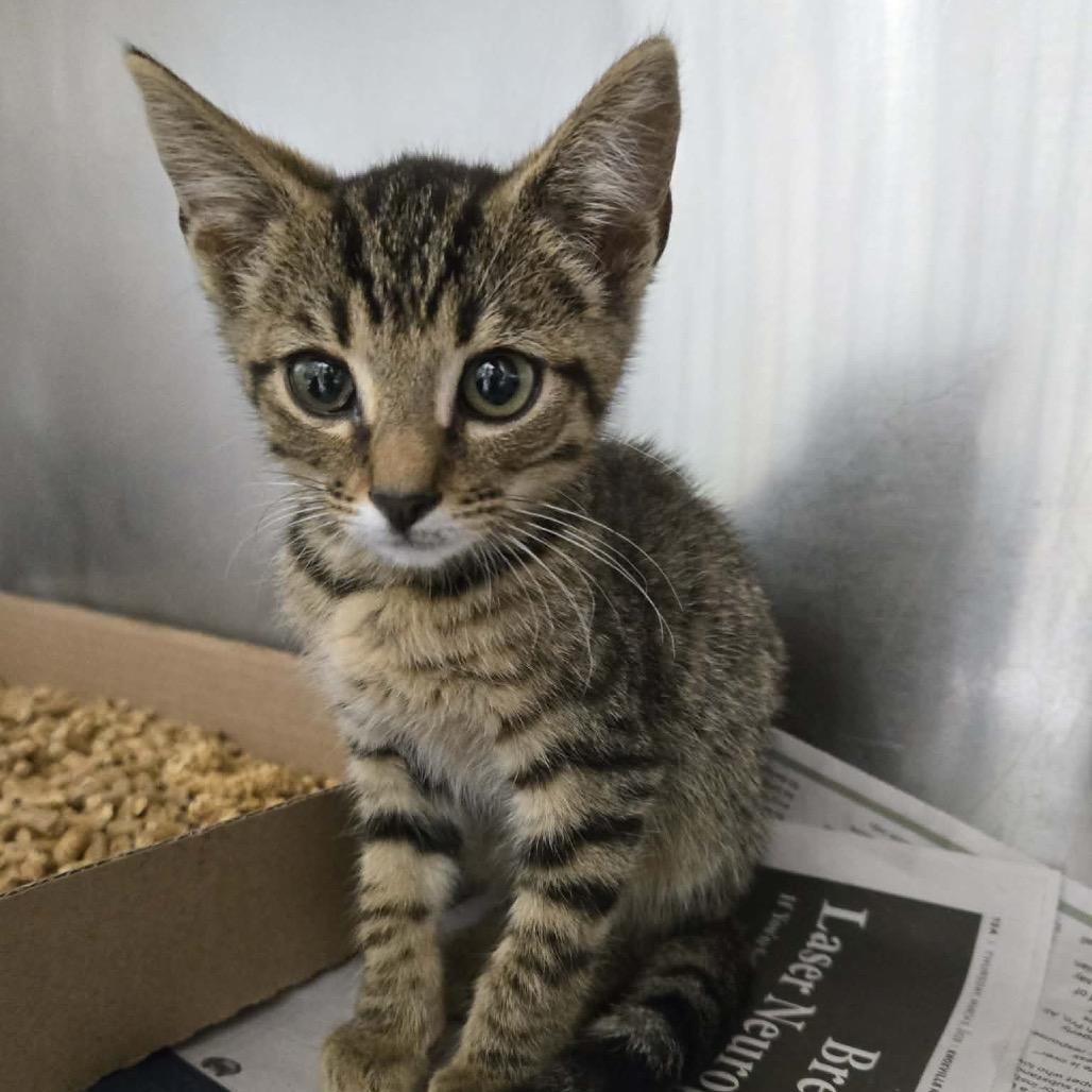 Enlarge Huckleberry, a Adoptable Domestic Short Hair in Newport, TN image 1/2