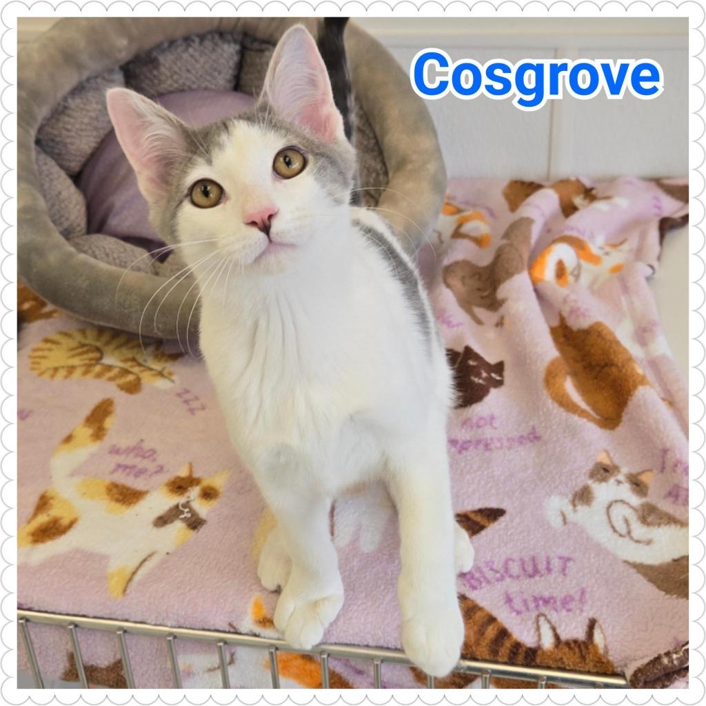 Cosgrove, Adoptable, Kitten Male Domestic Short Hair.