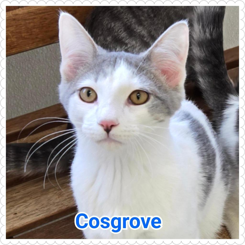 Enlarge Cosgrove, a Adoptable mixed breed in North Saint Paul, MN image 2/4