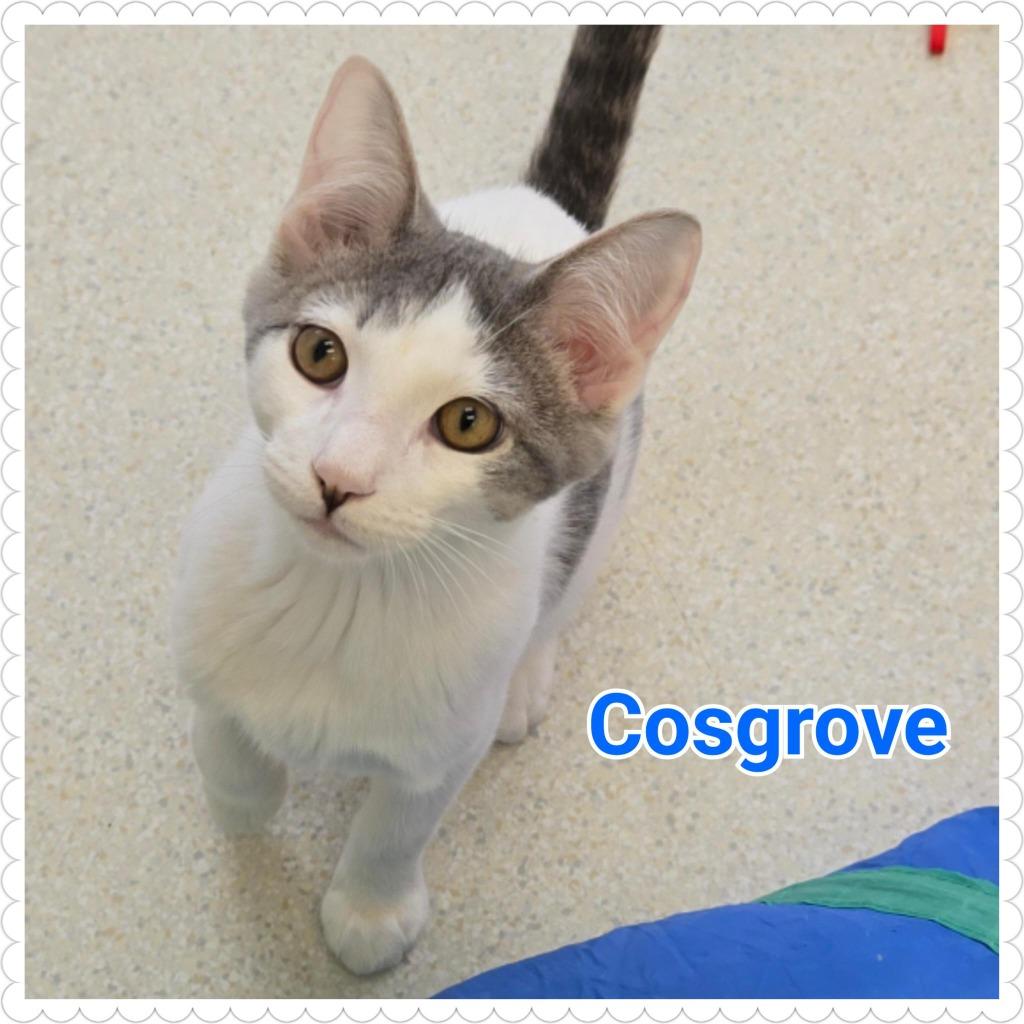 Enlarge Cosgrove, a Adoptable mixed breed in North Saint Paul, MN image 4/4