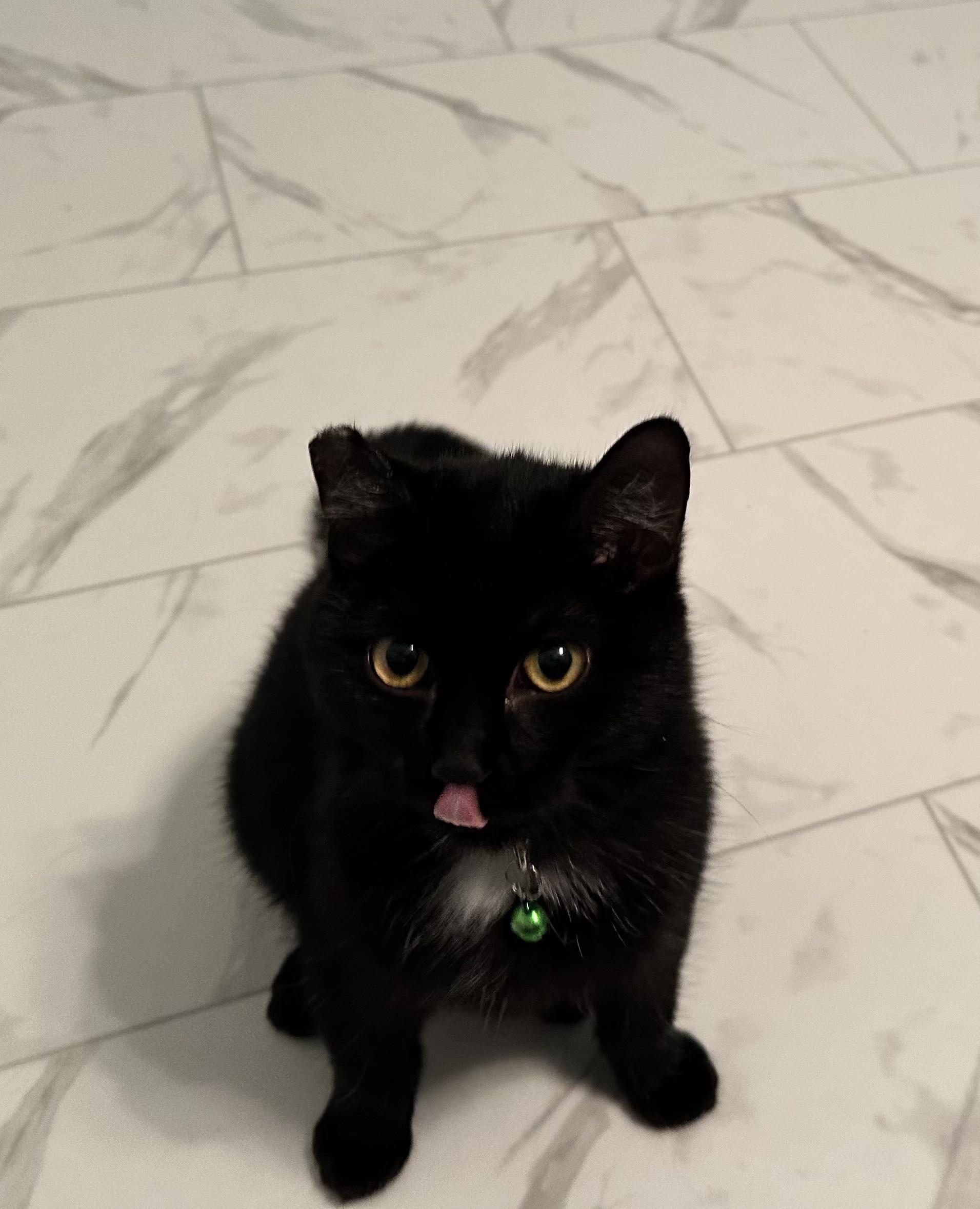 Midnight, a Adoptable Domestic Short Hair in Unionville, MO image 2/2