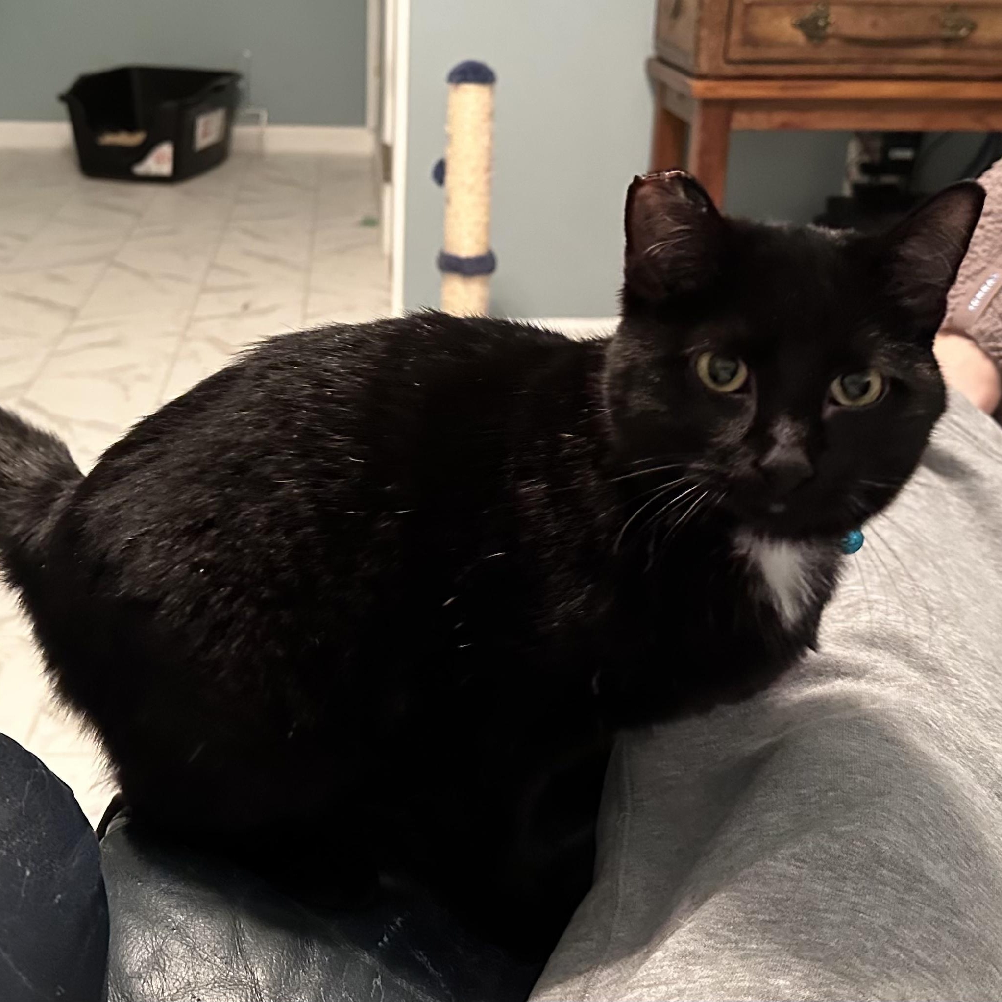 Midnight, Adoptable, Young Male Domestic Short Hair.