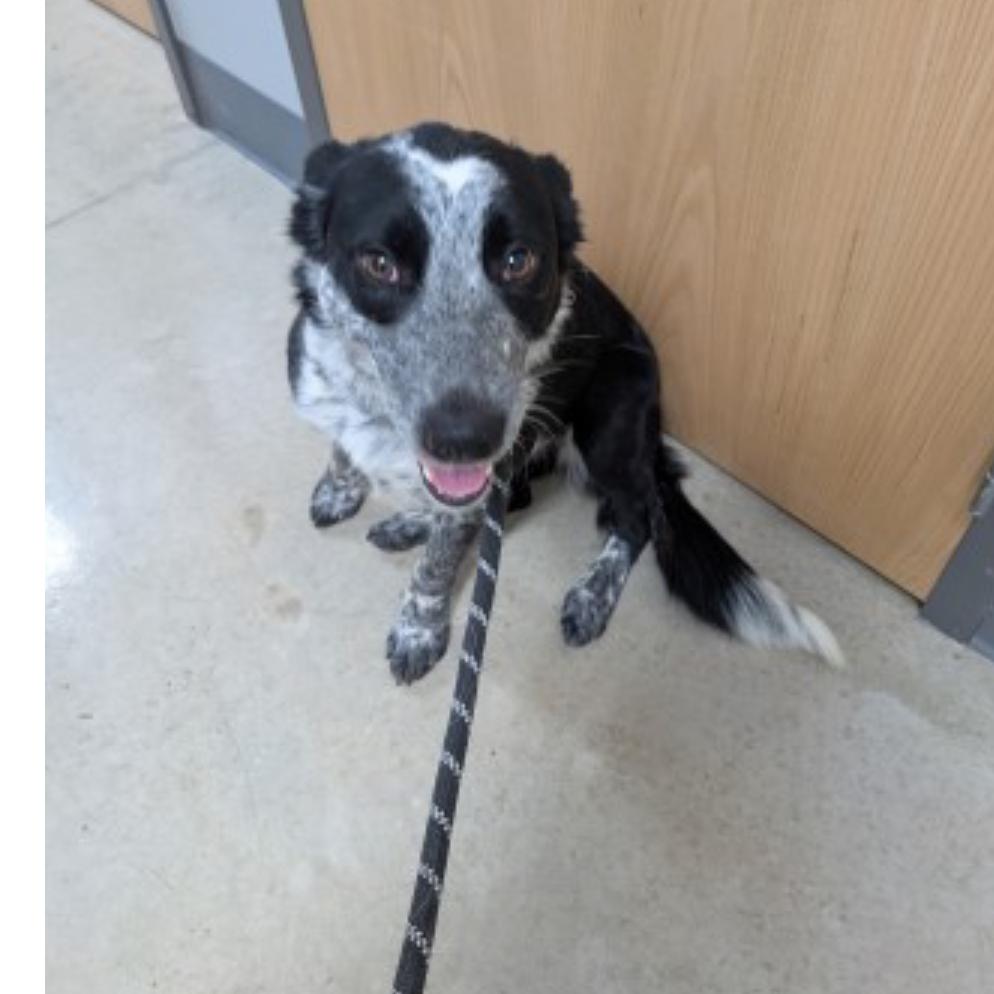 Sterling thumbnail 2