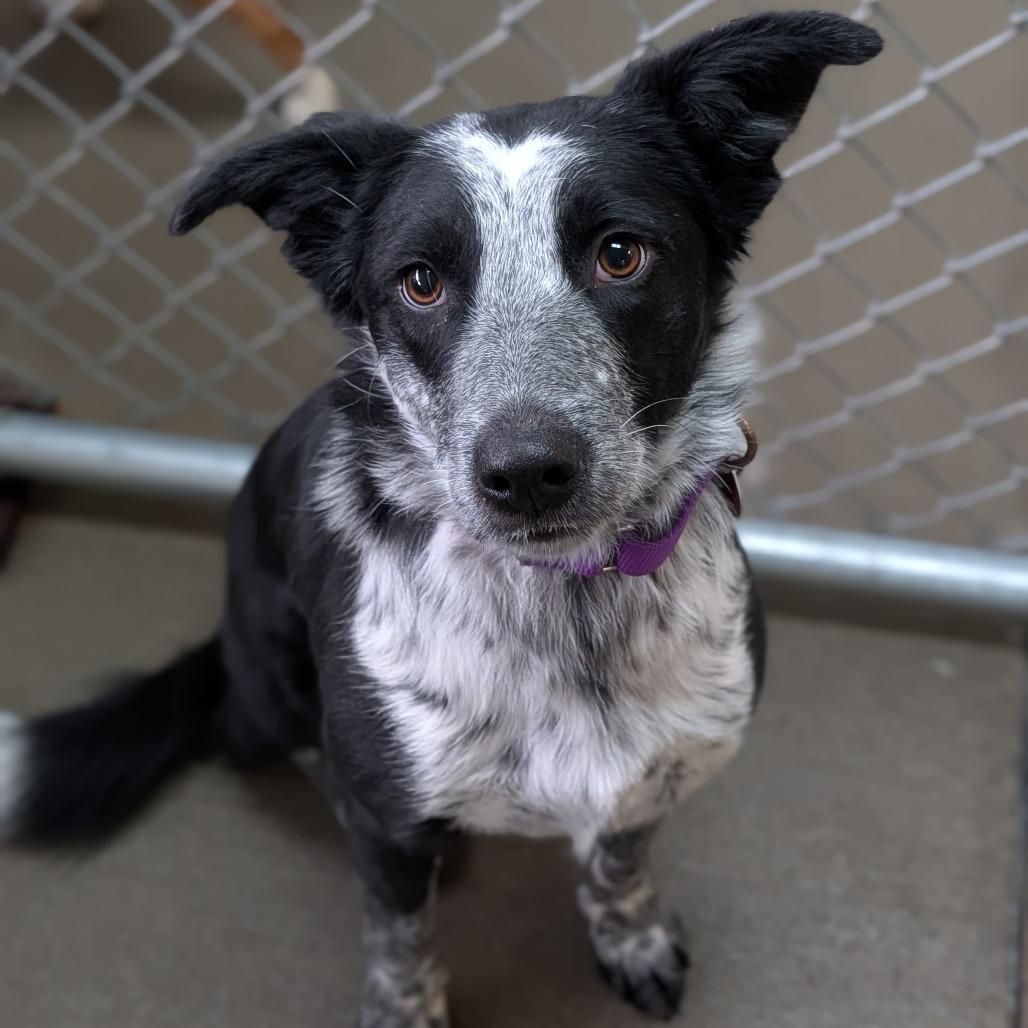 Sterling thumbnail 4