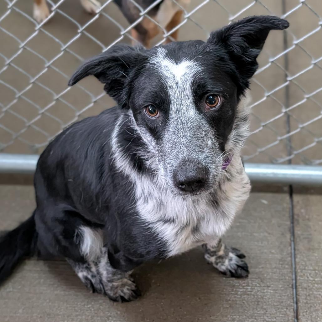 Sterling thumbnail 5