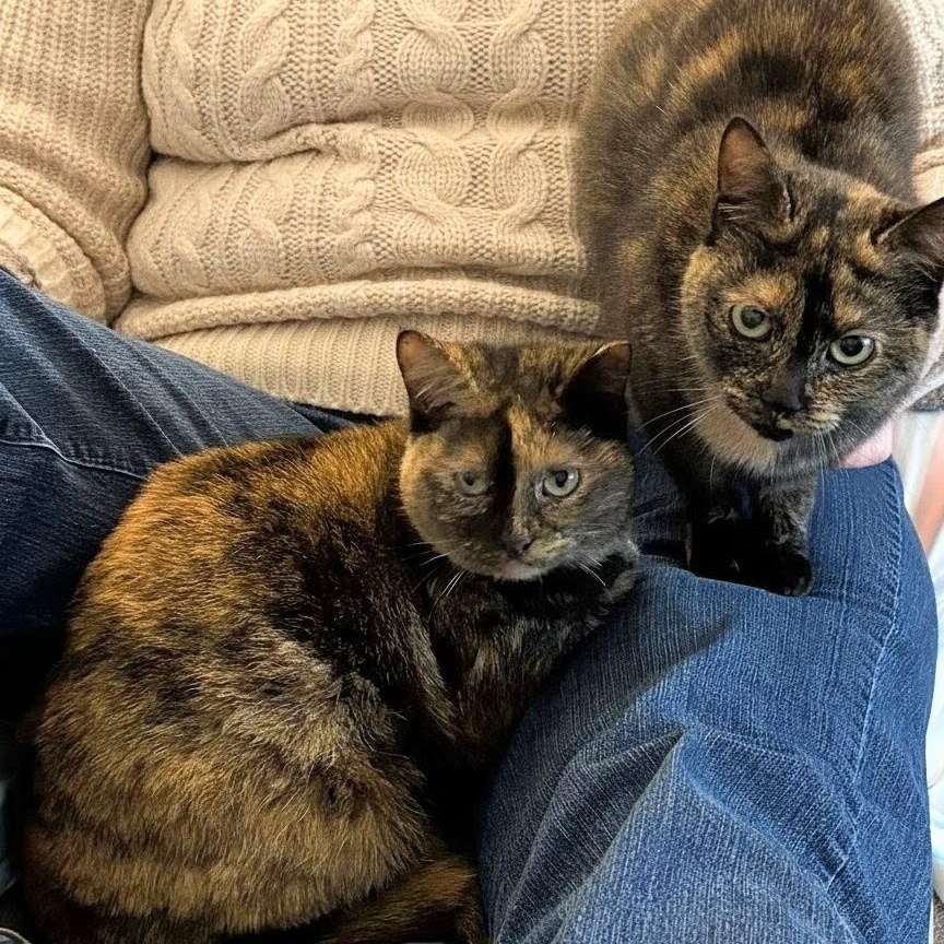 Enlarge Tess and Zoey (bonded mother and daughter), a Adoptable Domestic Short Hair in Spartanburg, SC image 2/6