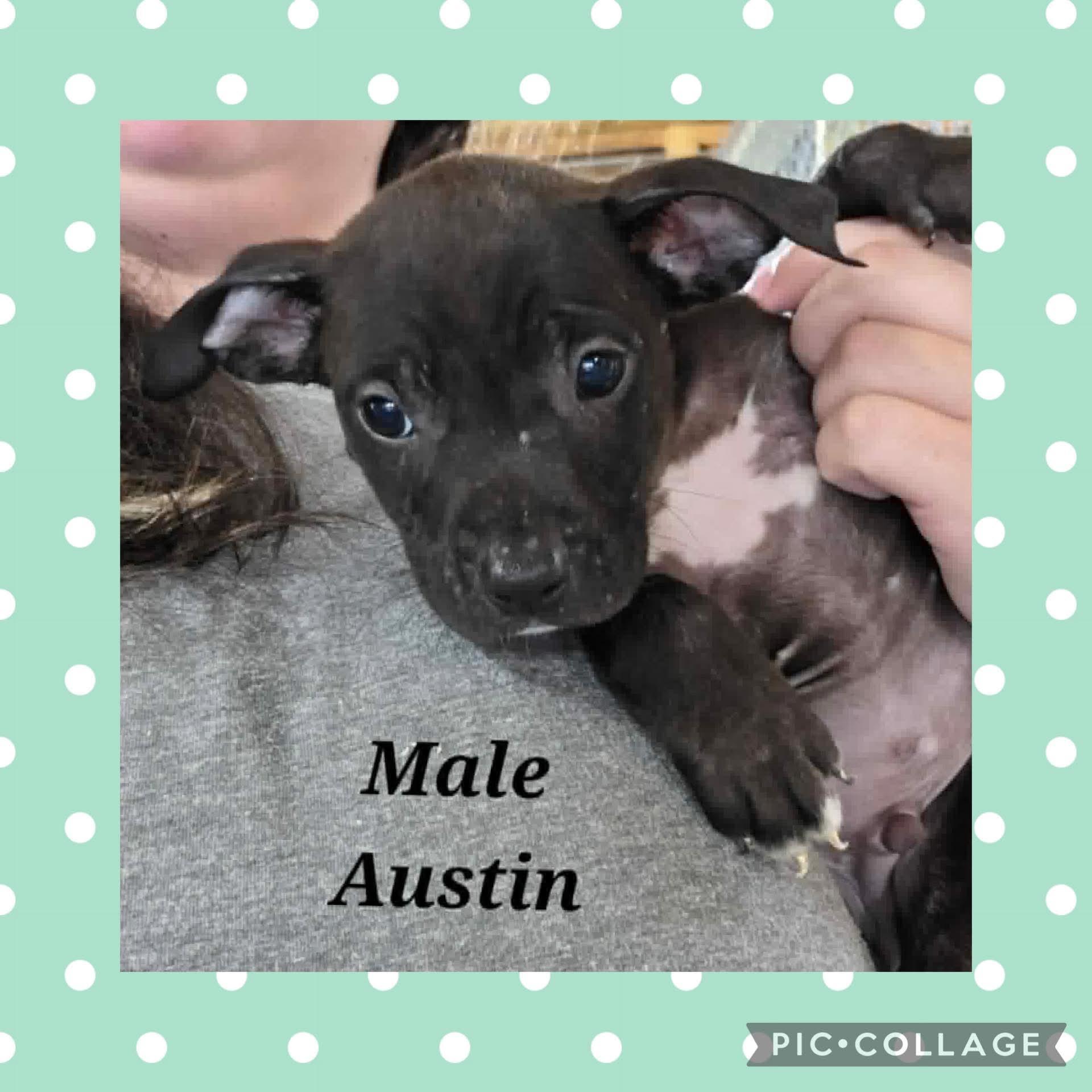 Enlarge Austin, a ADOPTABLE mixed breed in Ringwood, NJ image 1/1