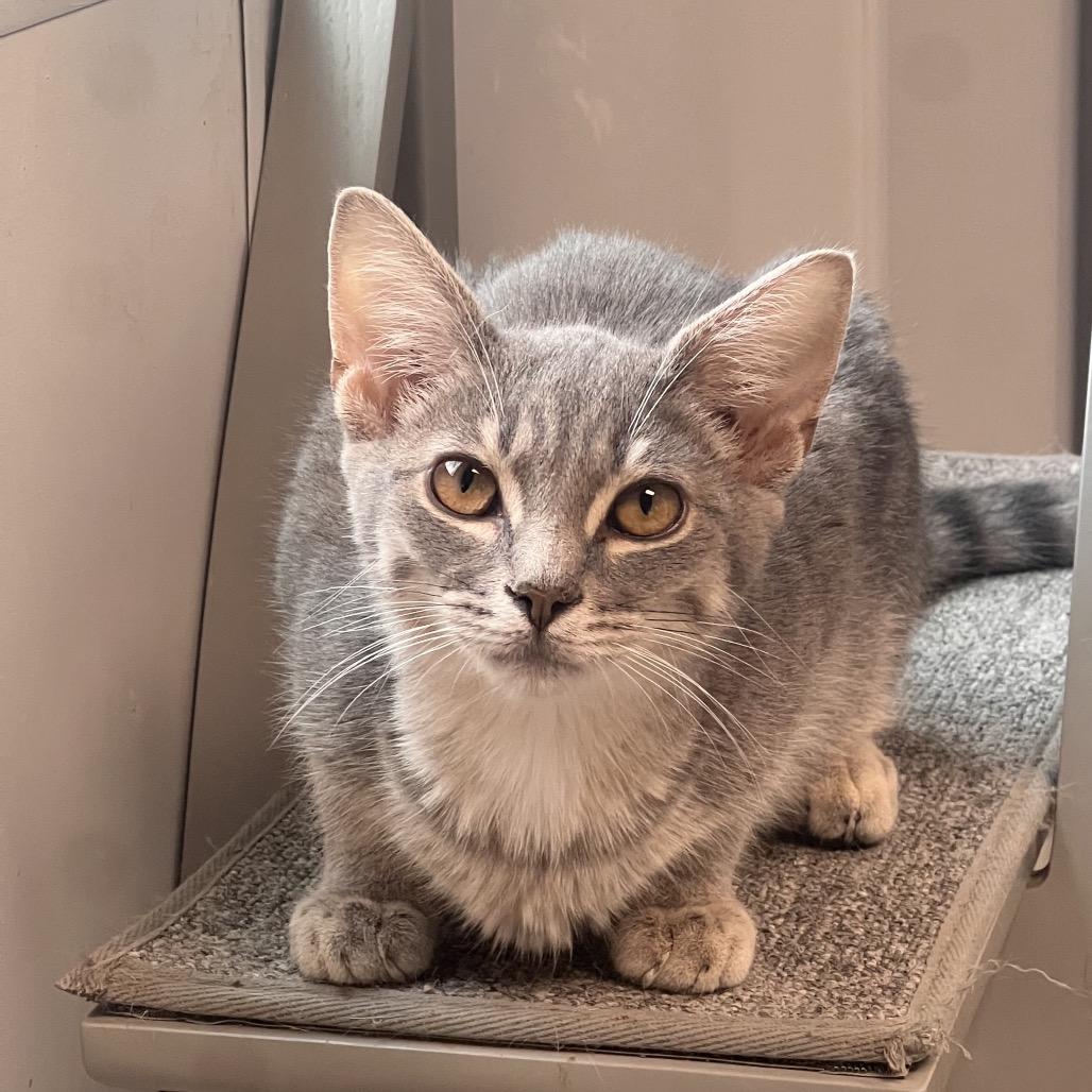 Penne, Adoptable, Young Male Domestic Short Hair.