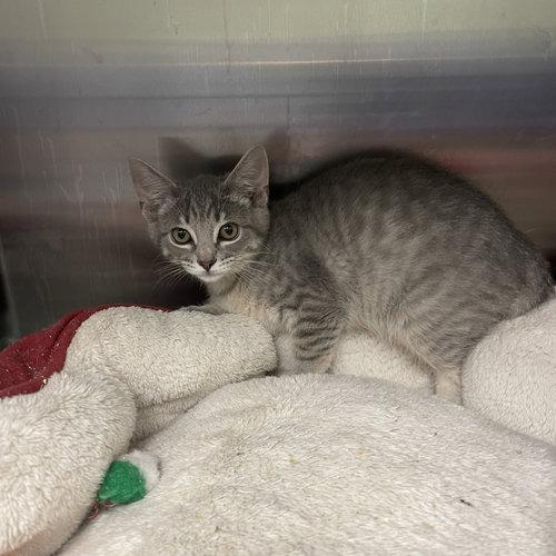 Enlarge Penne, a Adoptable Domestic Short Hair in Georgetown, KY image 2/2