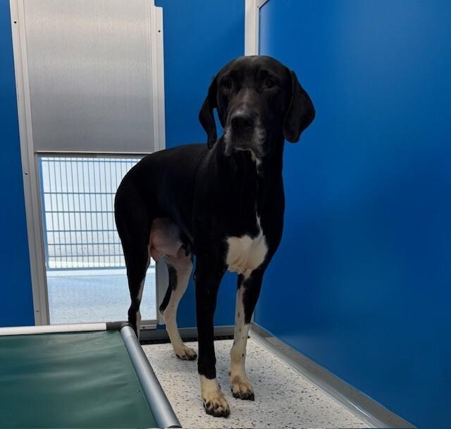 Nyla, Adoptable, Adult Female Great Dane & Mixed Breed.