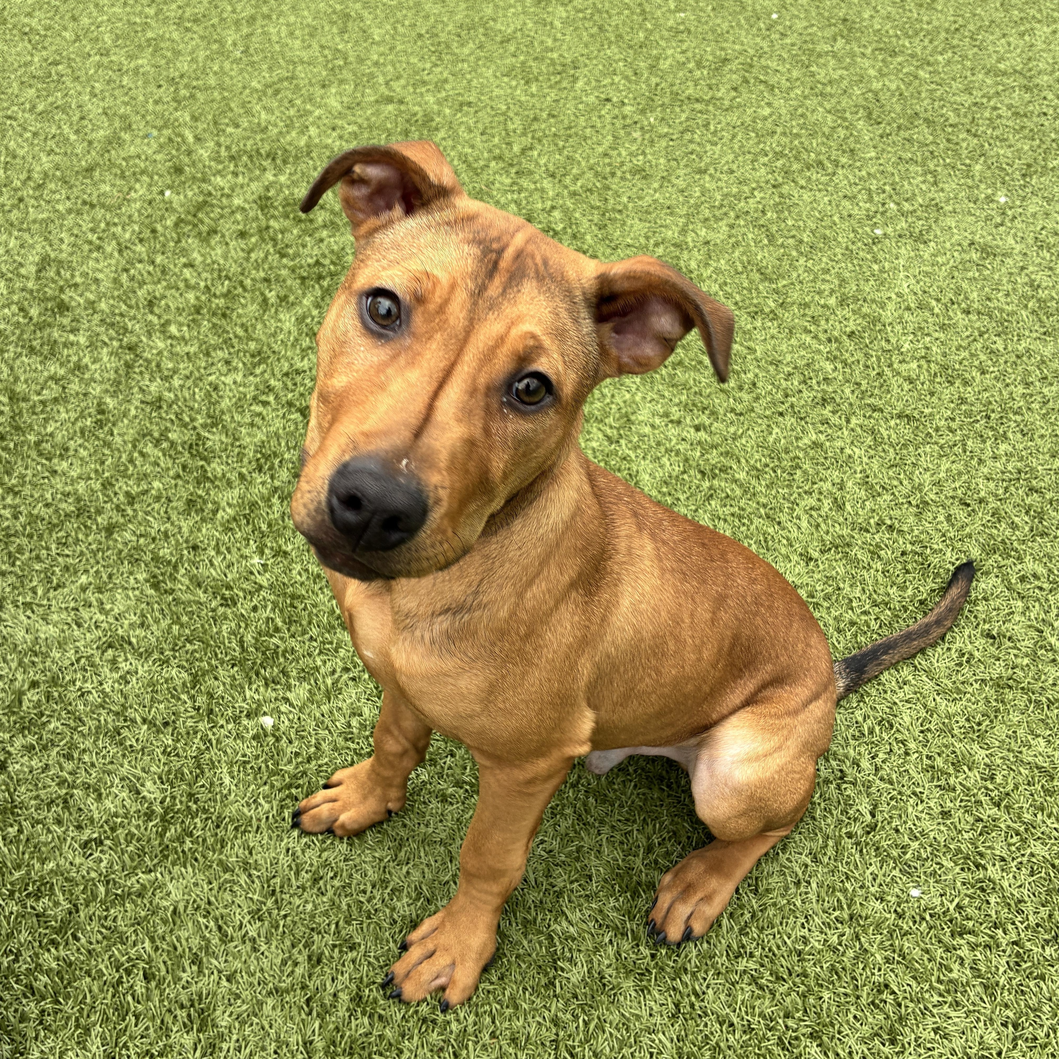 Enlarge Cupid, a ADOPTABLE Pit Bull Terrier in Columbus, OH image 4/6