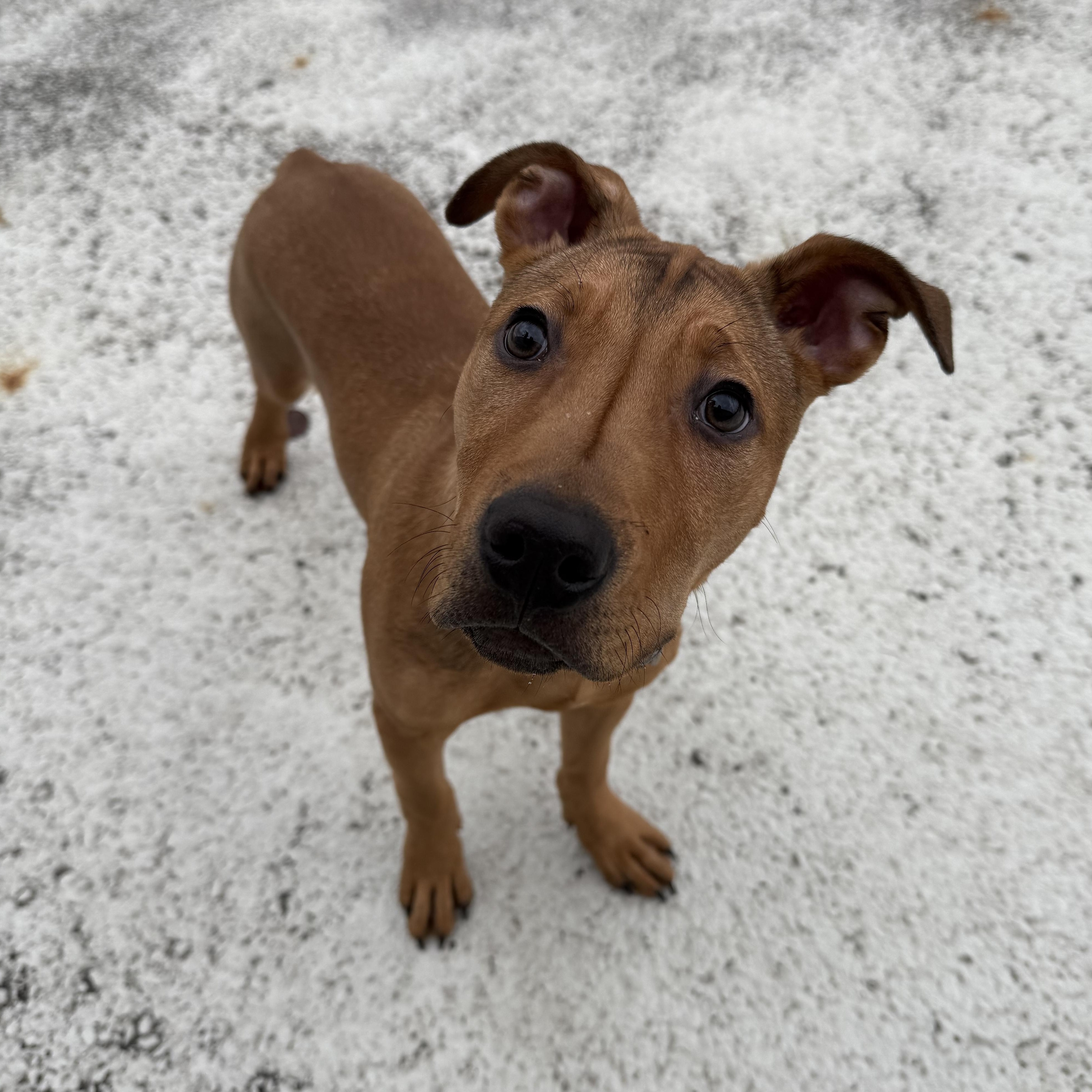 Enlarge Cupid, a ADOPTABLE Pit Bull Terrier in Columbus, OH image 6/6
