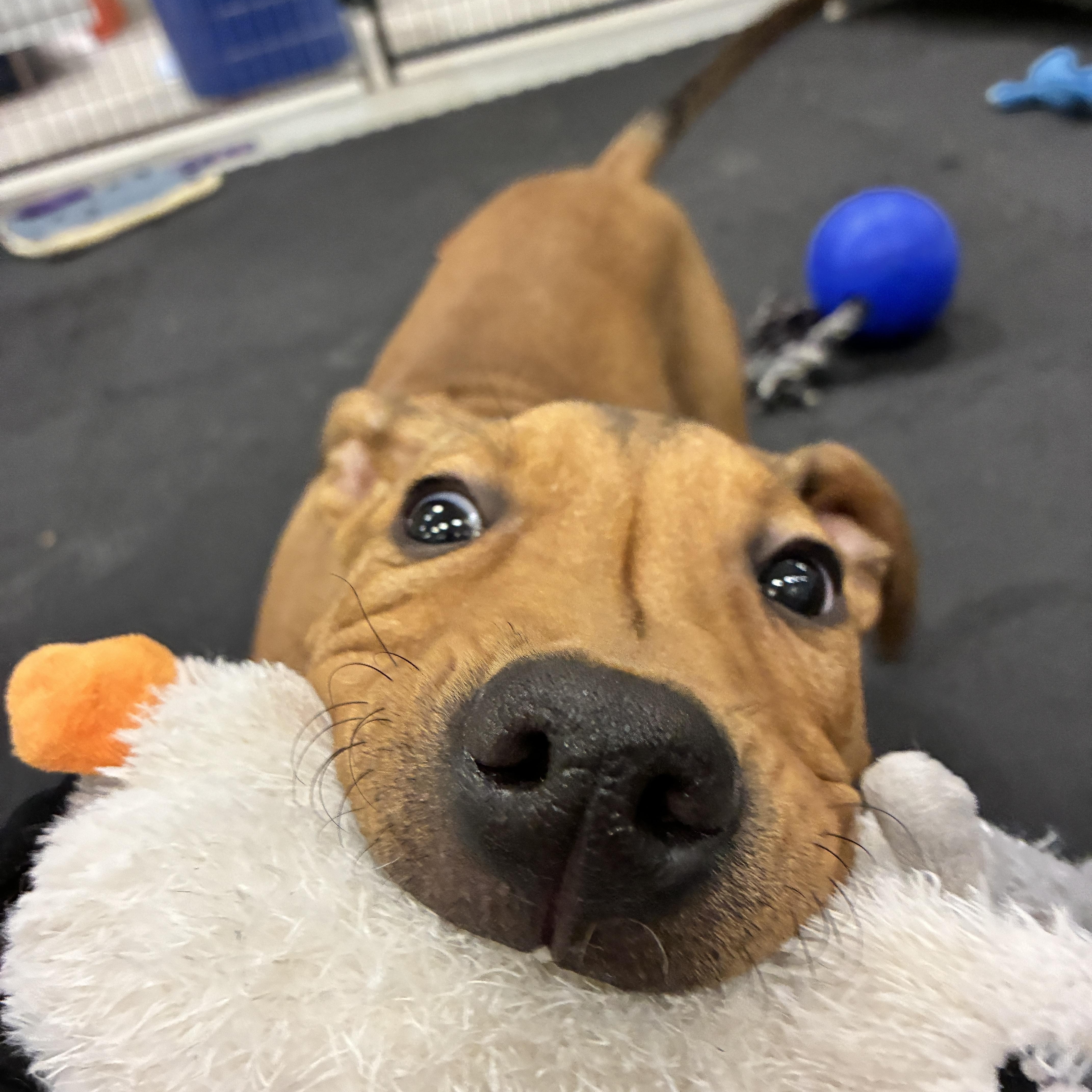 Enlarge Cupid, a ADOPTABLE Pit Bull Terrier in Columbus, OH image 2/6
