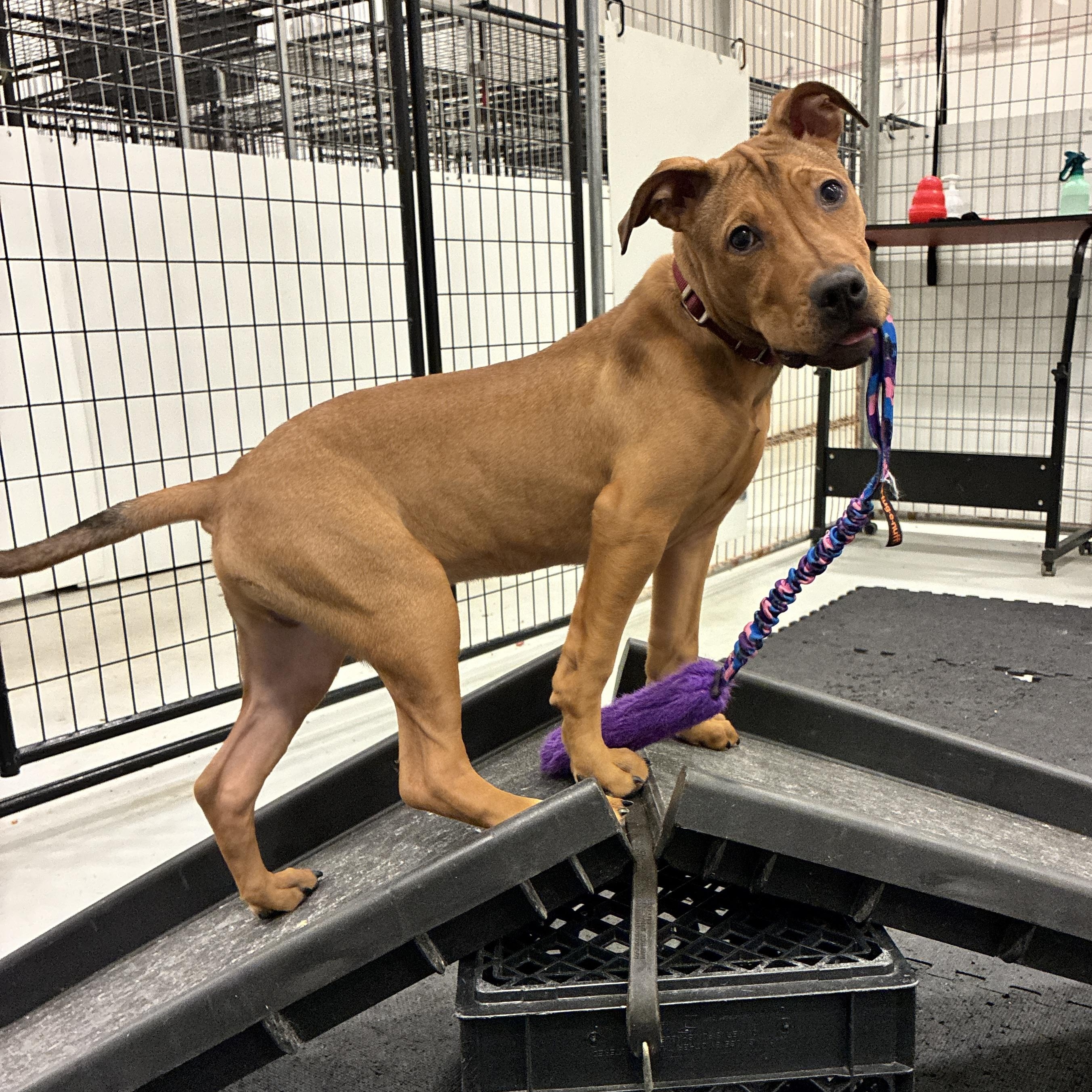 Enlarge Cupid, a ADOPTABLE Pit Bull Terrier in Columbus, OH image 3/6