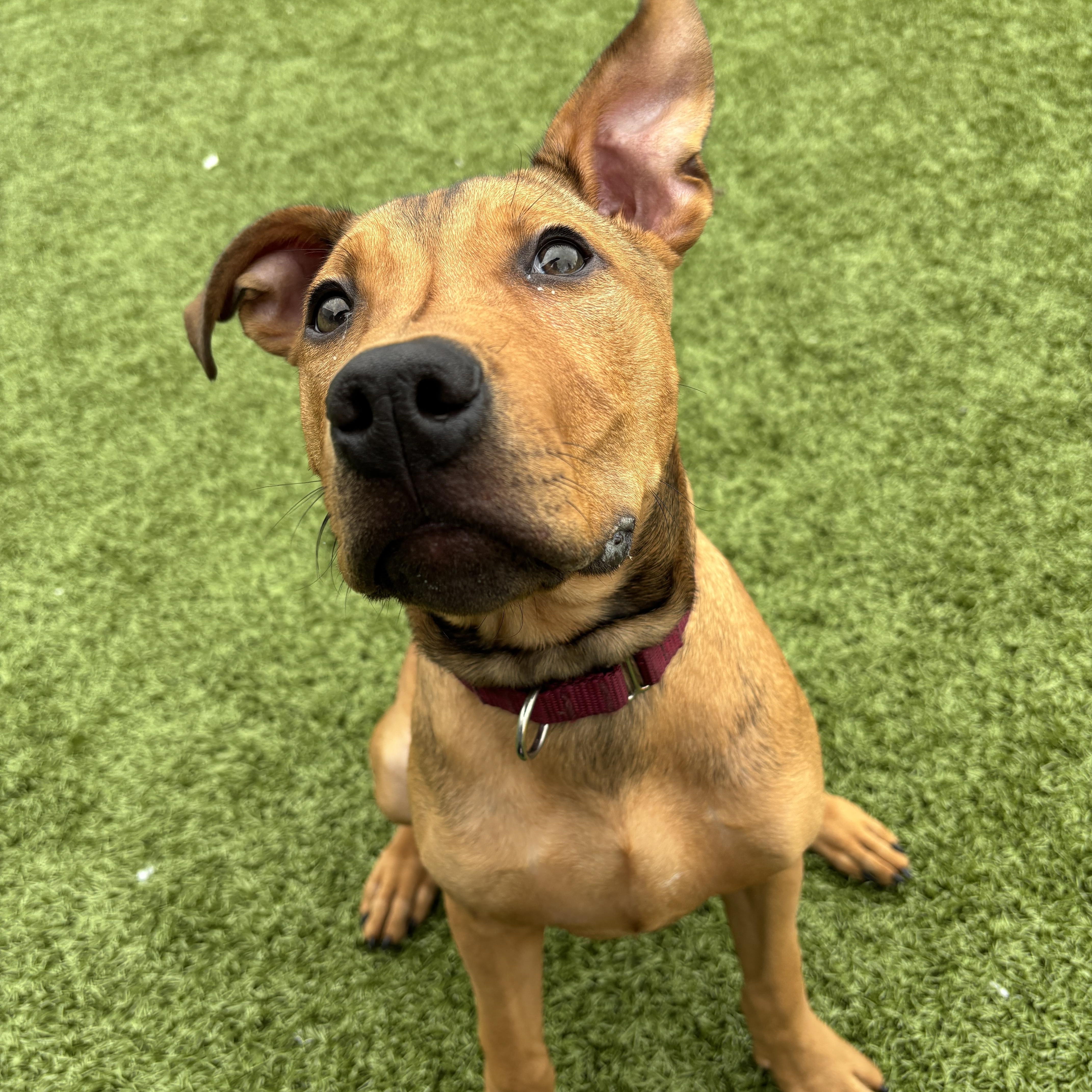 Cupid, ADOPTABLE, Young Male Pit Bull Terrier.