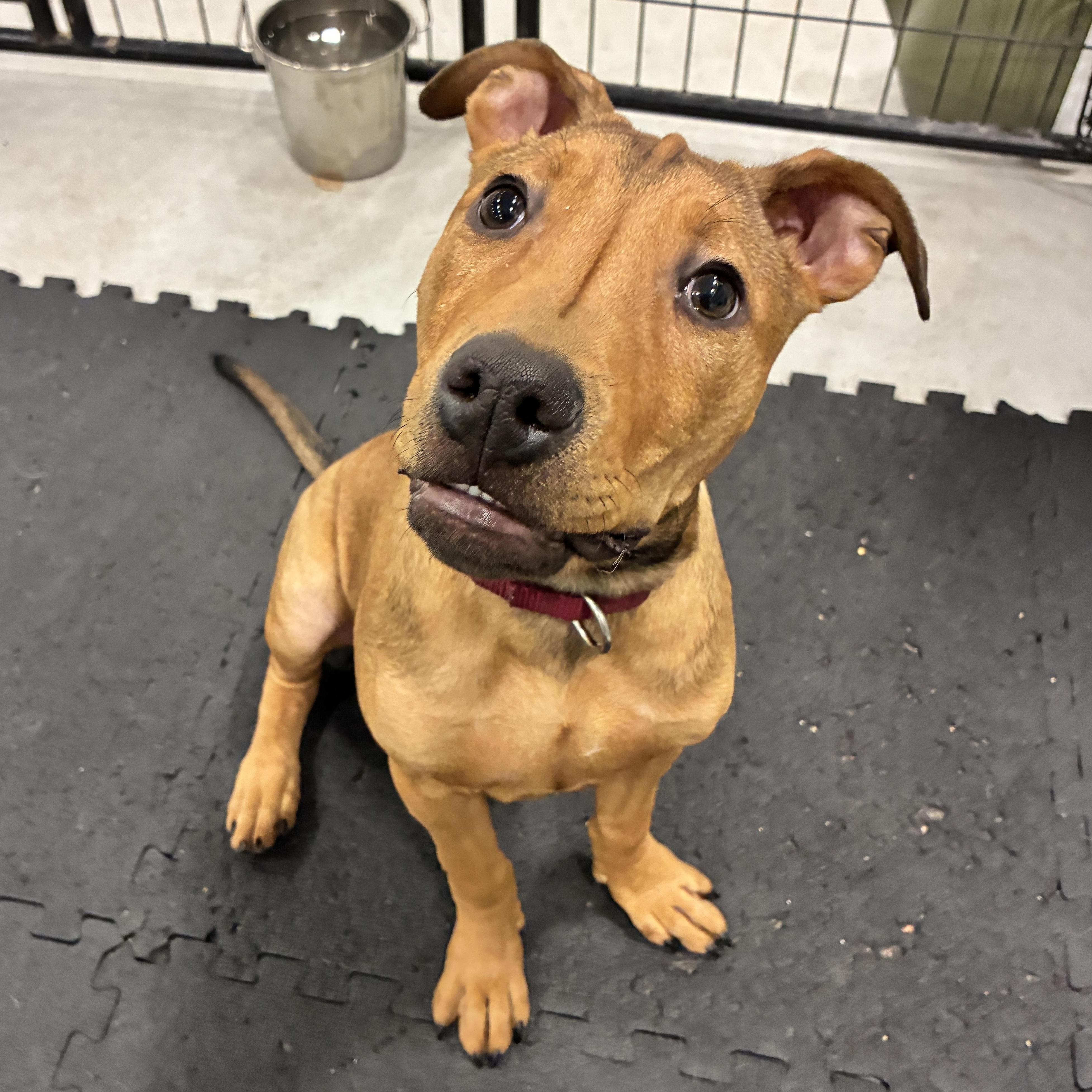 Enlarge Cupid, a ADOPTABLE Pit Bull Terrier in Columbus, OH image 5/6
