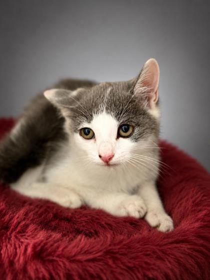 Tractor, Adoptable, Kitten Male Domestic Short Hair & Domestic Short Hair.