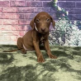 Falcon, Adoptable, Puppy Male Vizsla & Mixed Breed.