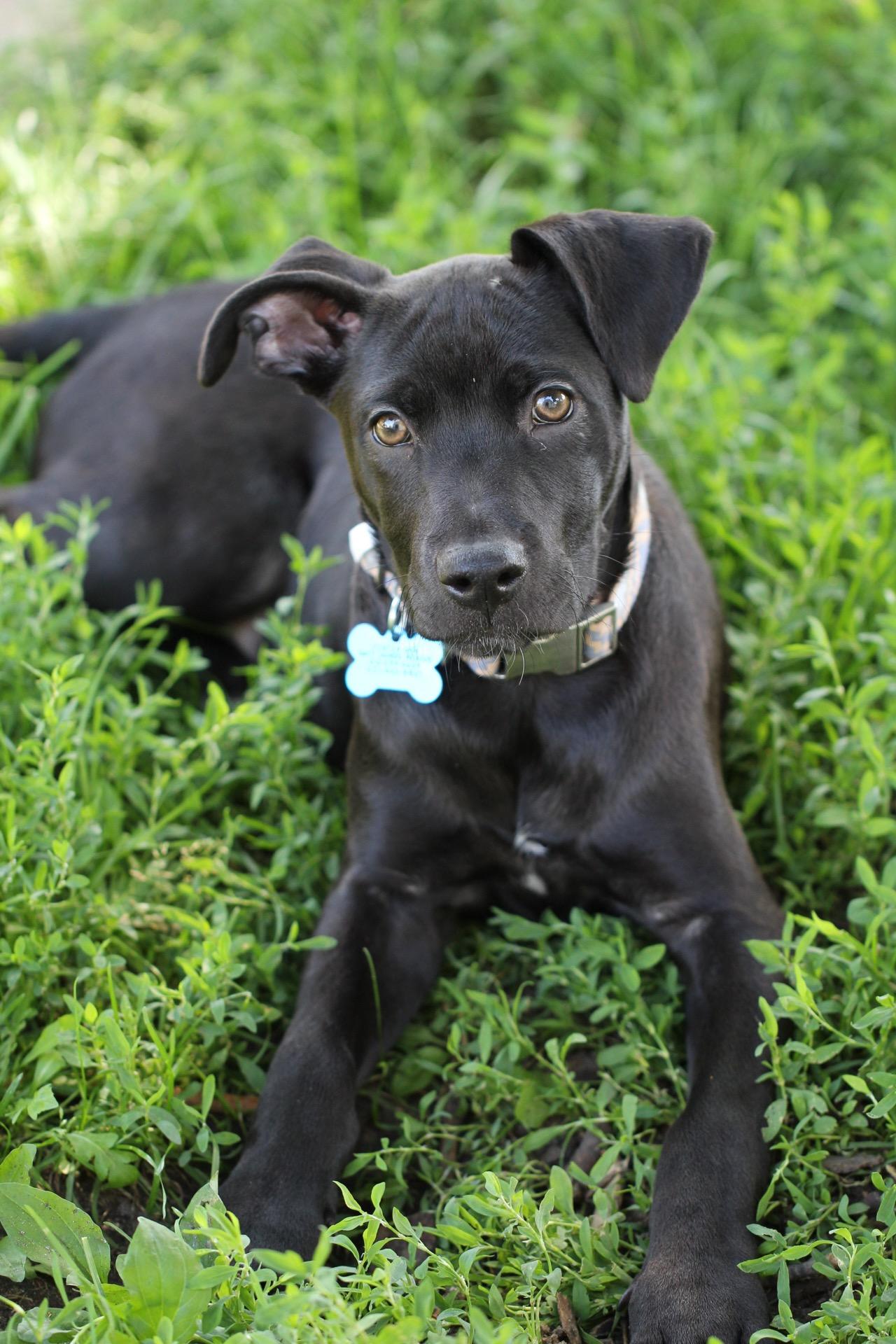 Sterling, a Adoptable mixed breed in Minneapolis, MN image 3/6