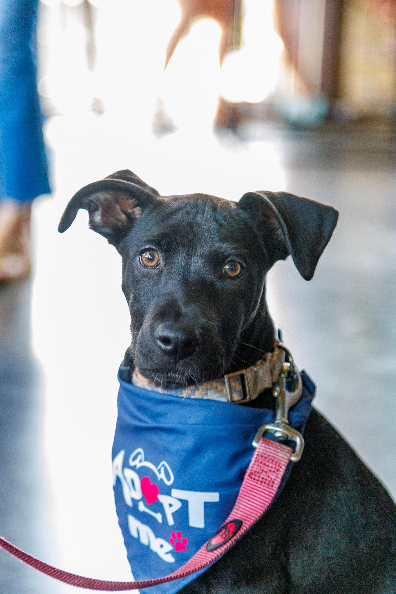 Sterling, Adoptable, Puppy Male Retriever & Mixed Breed.