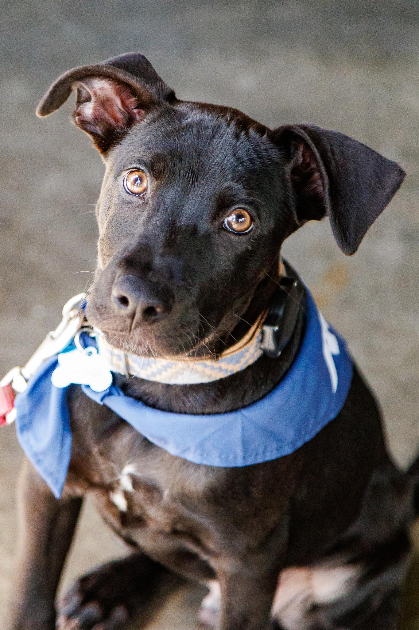 Sterling, a Adoptable mixed breed in Minneapolis, MN image 4/6