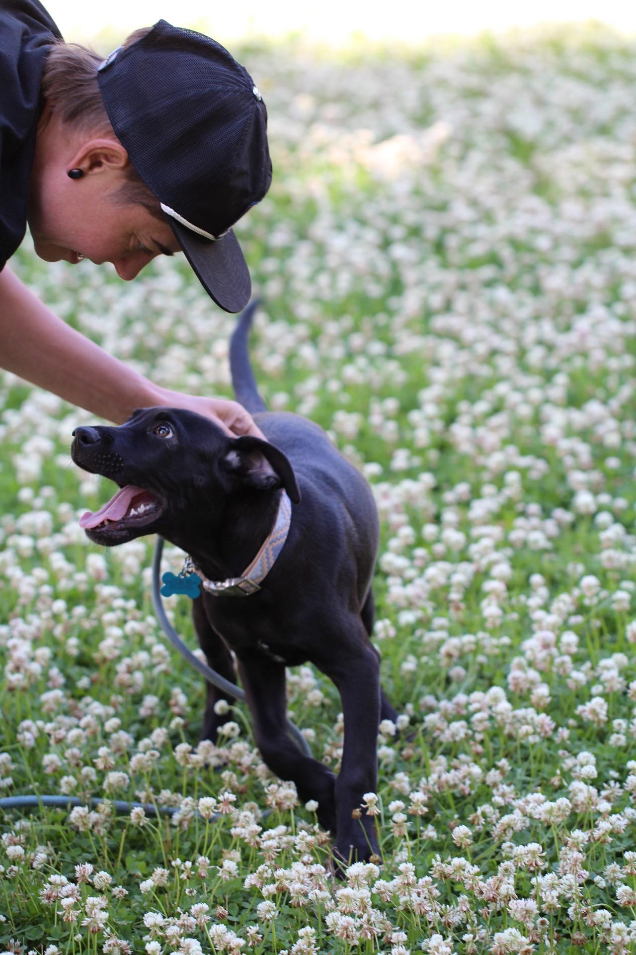 Sterling, a Adoptable mixed breed in Minneapolis, MN image 6/6