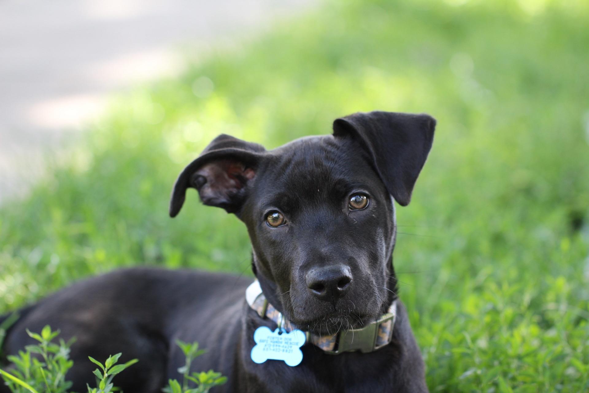 Sterling, a Adoptable mixed breed in Minneapolis, MN image 2/6